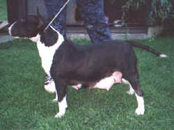 see the pedigree