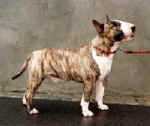 see the pedigree